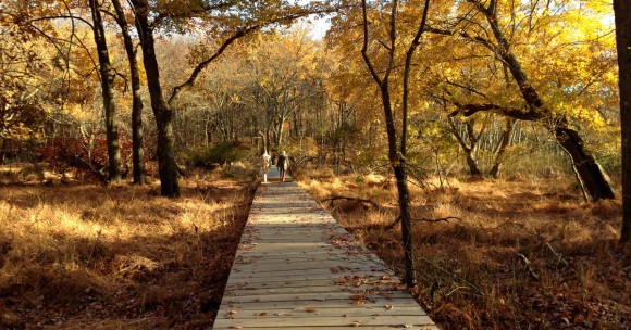 Hikers on a wooden plank boardwalk surrounded by fall foliage.