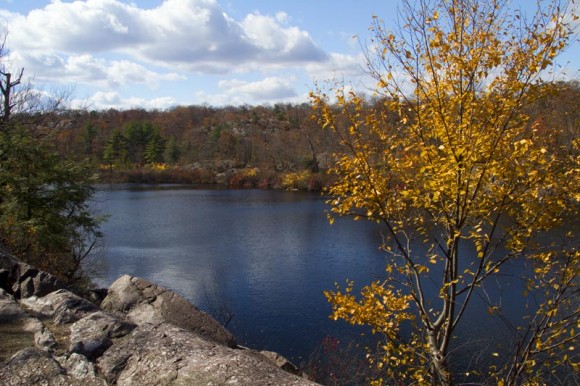 Bright yellow leaves on a tree with a blue lake beyond.