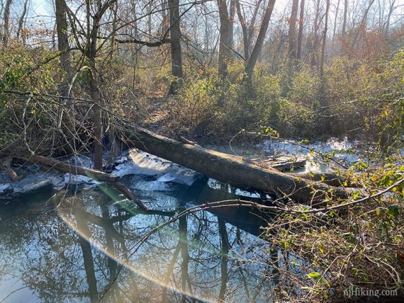 Tree over stream crossing