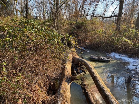 Tree over stream