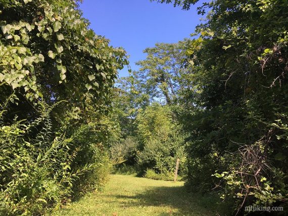 Grassy trail