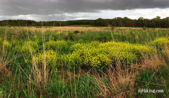 Griggstown Native Grassland Preserve