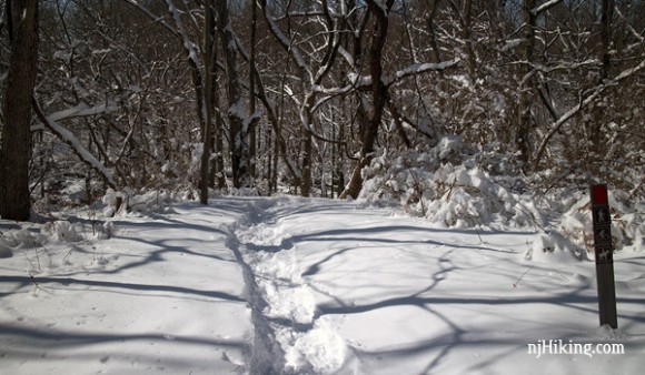 Path through a snow covered trail.