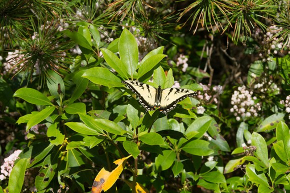 Butterfly on Mountain Laurel Leaves.