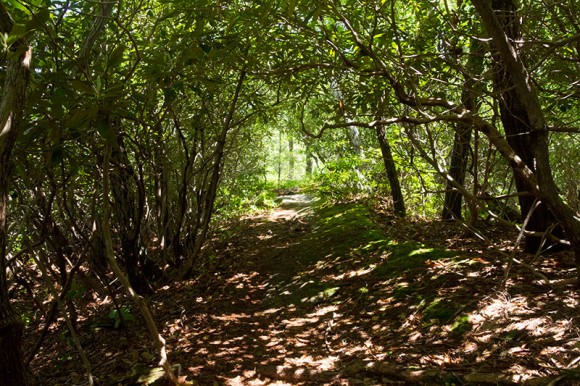 Rhododendron Tunnel.