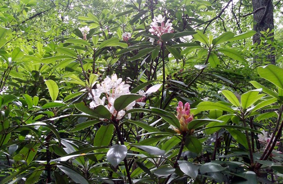 Rhododendron plant with white and pink leaves