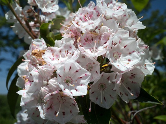 Close up of white and pink Mountain Laurel Flower.