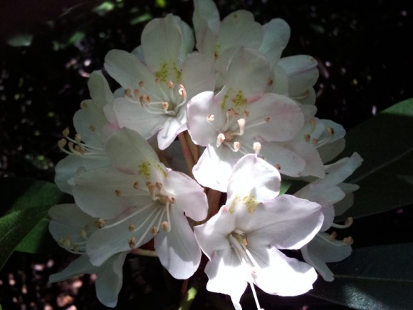White with a touch of pink Rhododendron Flower.