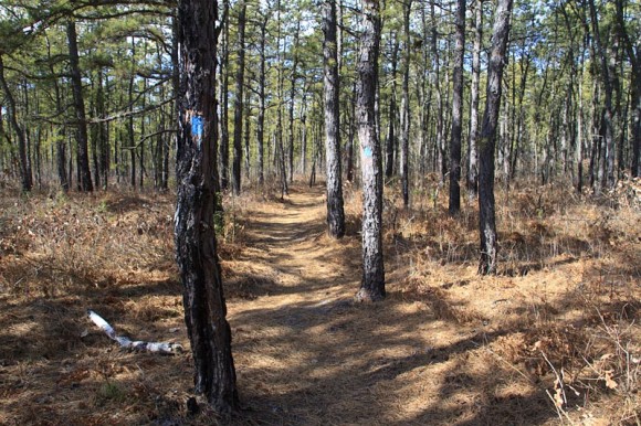 Pine tree with blue blaze and pine needle covered trail.