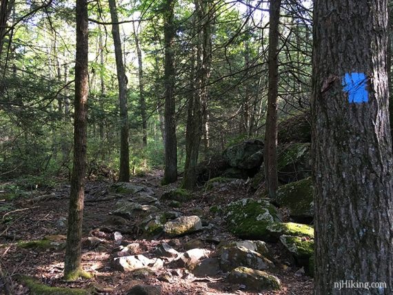 Rocky trail through a forest with a blue trail marker on a tree