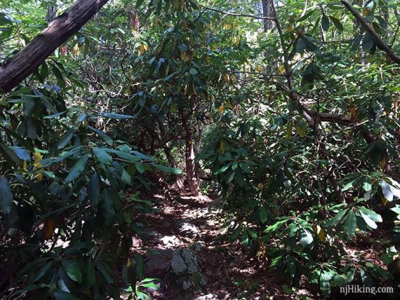 Rhododendron plants crowding the trail to create a tunnel effect.