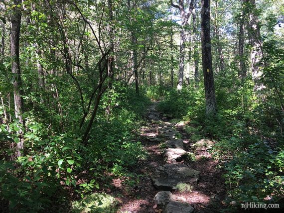 Flat rocks on the trail to hop over wet areas.