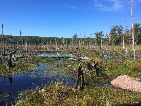 Many dead trees in a swampy area.