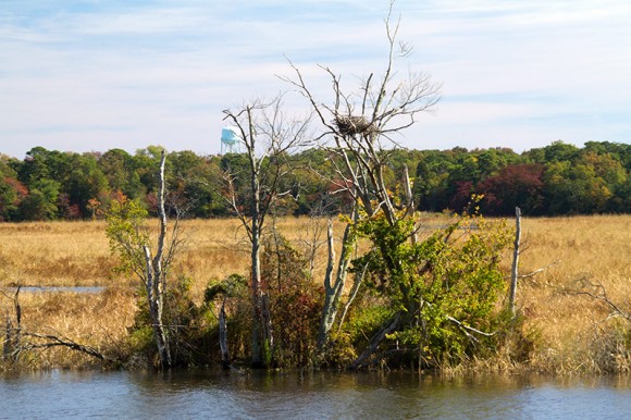Nest in a tree along the Maurice River.