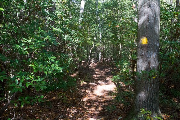 Yellow trail marker on a tree next to a path.