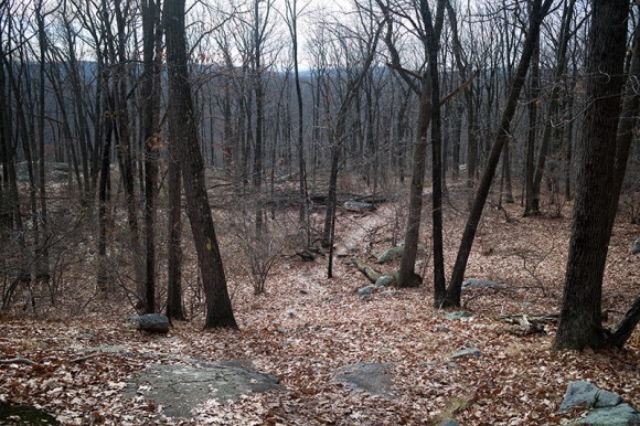 Wooded trail with no leaves on the trees.