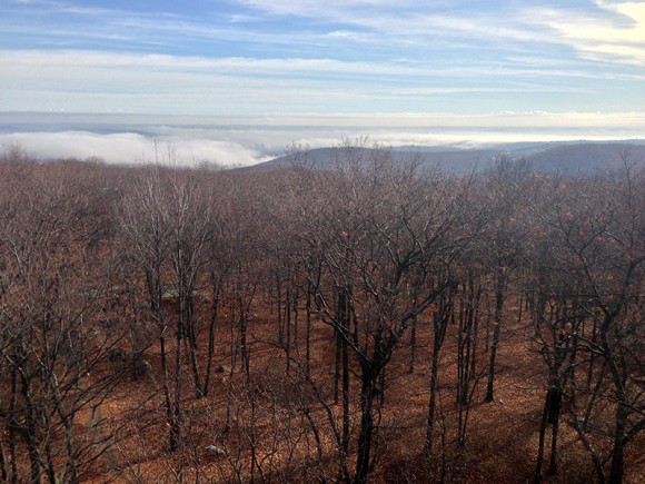 View from Jackie Jones Fire Tower.