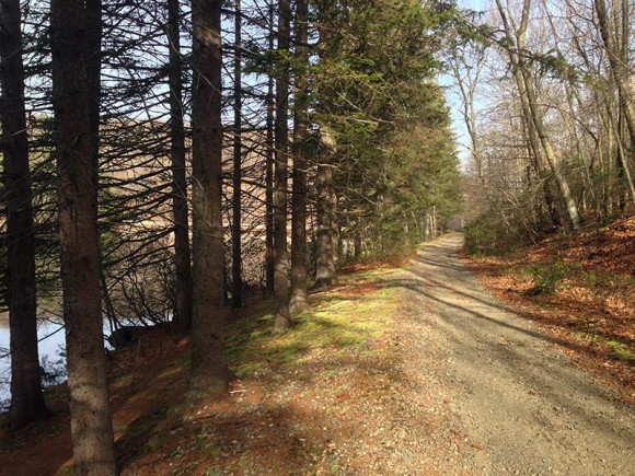 Dirt trail with tall trees on the left side.