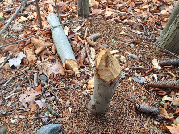 Small tree gnawed by beavers.