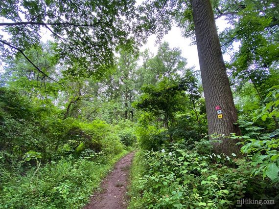 NW Loop trail.