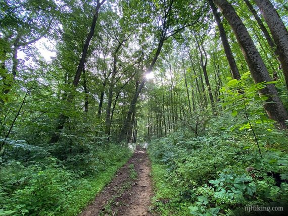 Dirt path with overgrown vegetation along the sides.