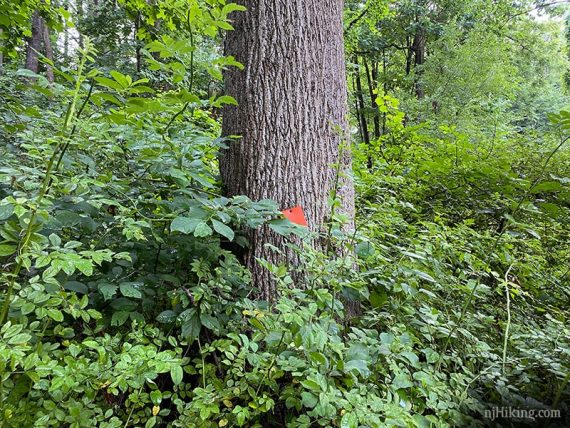 Orange trail marker on a tree surrounded by brush.