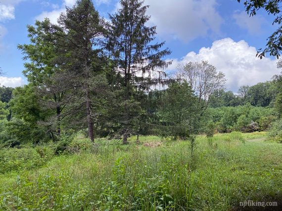 Grassy field with trees.