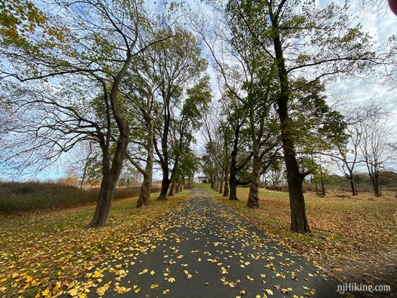 Long paved driveway lined with tall trees.