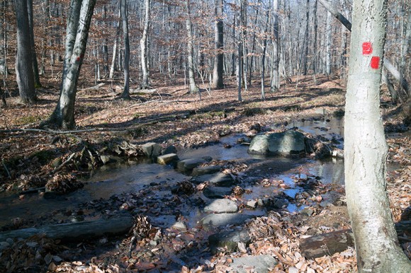 Red trail markers on a tree and a rock hop over a brook.