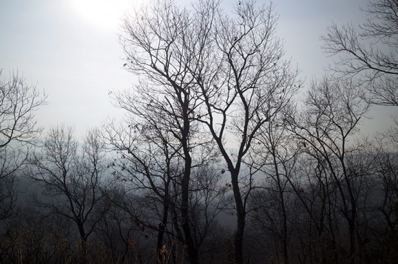 Trees silhouetted against foggy hills.
