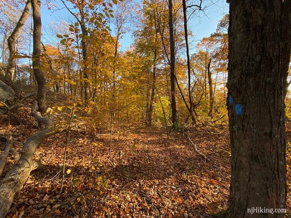 Two blue Ghost Lake trail blazes on a large tree.