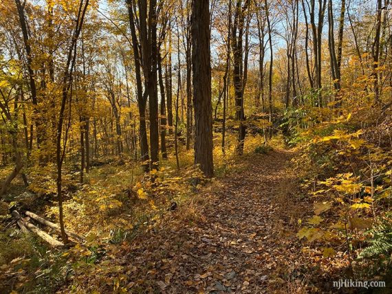 Ghost Lake trail filled with yellow fall foliage.