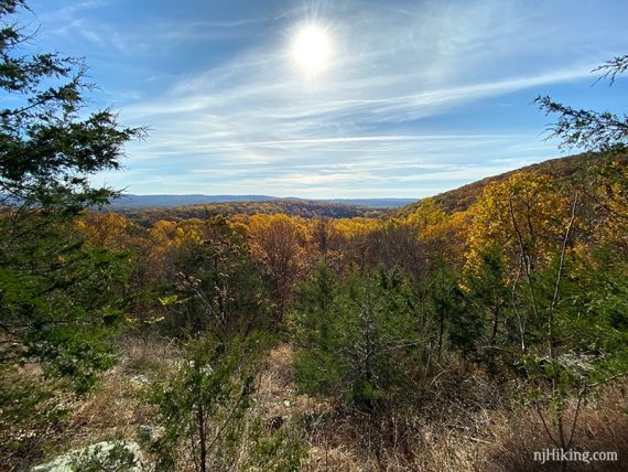 View sunlit yellow foliage with a bright sunflare in the blue sky overhead.