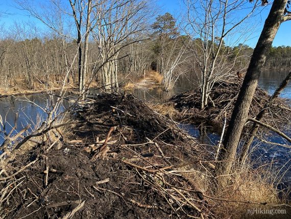 Two beaver lodges causing flooding on a trail.