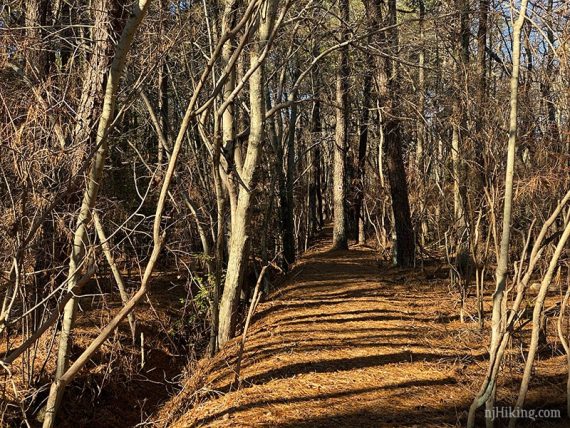 Trail following a berm with a canal on the one side.