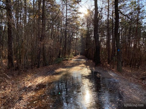 Frozen flooded trail.