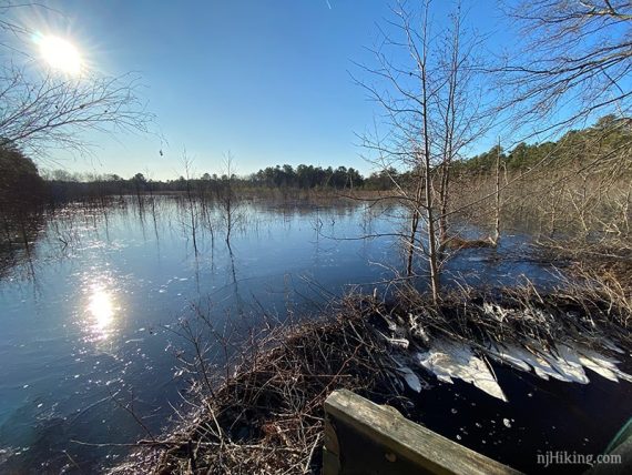 Frozen bog with bright blue sky overhead.