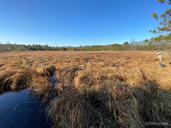Low grassy vegetation covering a bog.