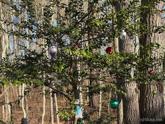 Christmas ornaments hanging in a pine tree along a trail.