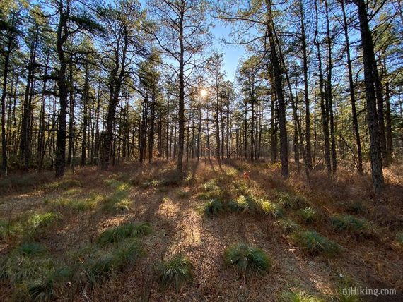 Sunlight streaming through pine forest.