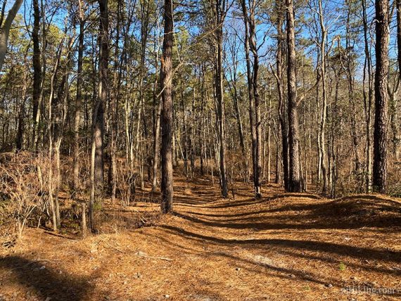Pine needle covered trail with slight hills.