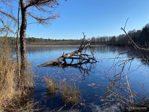 Fallen tree sticking out of blue water.