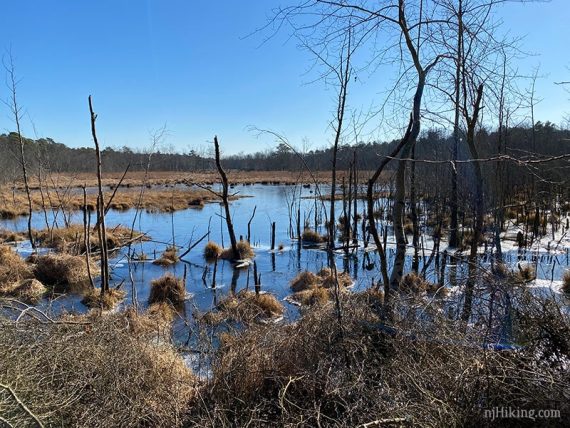 Water with tufts of grass around dead trees.
