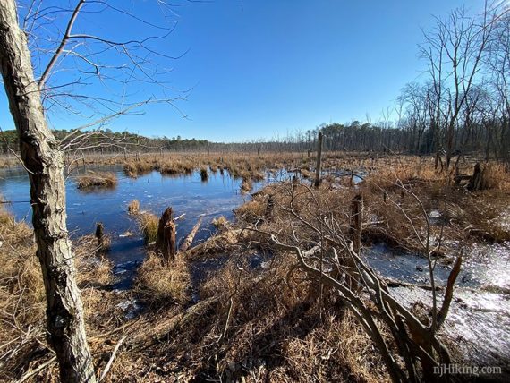 Black Run bog.