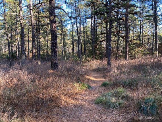 Narrow White trail will low scrub on either side and tall pine trees.