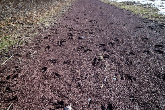 Multiple deer prints on a gravel path.