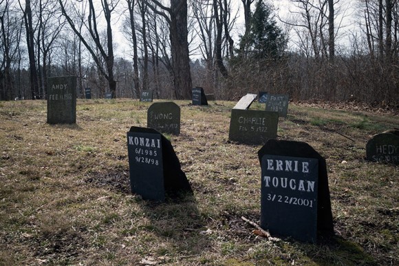 Pet cemetery headstones.