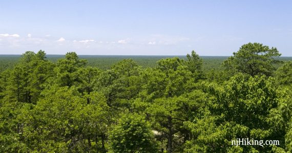 View over bright green tree tops to a level expanse of forest all the way to the horizon.