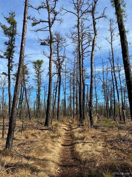 Burned area of forest