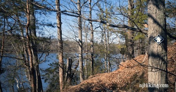 Arrow trail marker on a tree along a hill overlooking water.